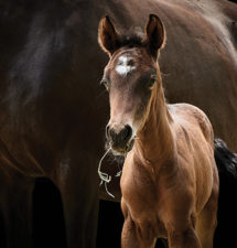 A Clean Start: Mare owners and stallion managers agree, a successful breeding season starts with a uterine culture