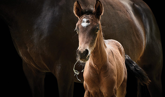 A Clean Start: Mare owners and stallion managers agree, a successful breeding season starts with a uterine culture