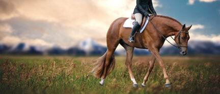 Redd Corvette: 3-Year-Old Hunter Under Saddle contender getting his show career started with Jessica Noiseux