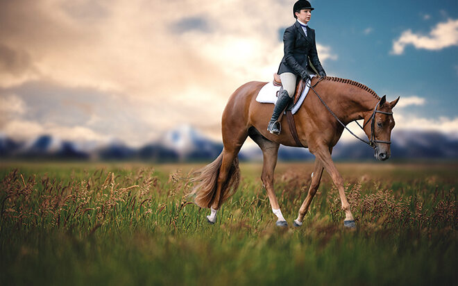 Redd Corvette: 3-Year-Old Hunter Under Saddle contender getting his show career started with Jessica Noiseux