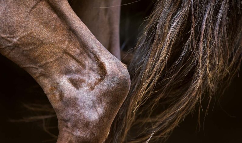 Osteoarthritis and the senior horse