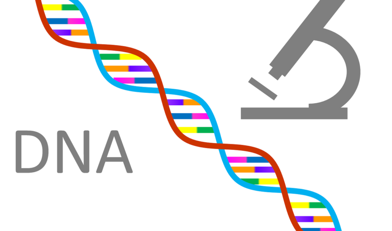 Genetic blueprints in horses study topic