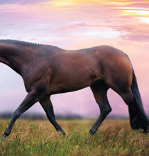 Heres To The Blue: Tali Terlizzi has big plans for this young Hunter Under Stallion in the show pen as well as the breeding shed