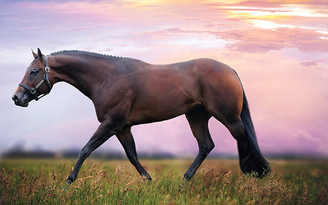 Heres To The Blue: Tali Terlizzi has big plans for this young Hunter Under Stallion in the show pen as well as the breeding shed