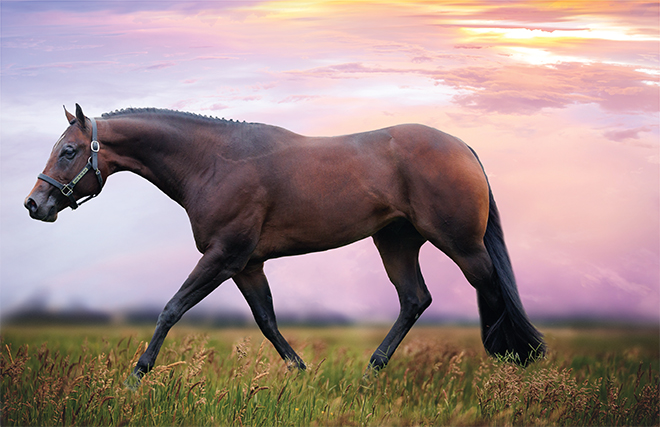 Heres To The Blue: Tali Terlizzi has big plans for this young Hunter Under Stallion in the show pen as well as the breeding shed