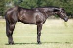 FINAL Entry Deadline – Markel Super Sires Online Horse Auction