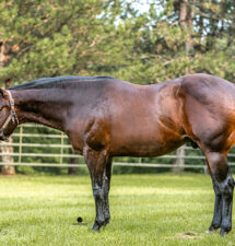 Batt Man: A Congress Champion, a leading AQHA Western Pleasure Sire and now a $1M producer