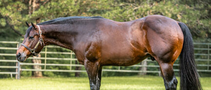 Batt Man: A Congress Champion, a leading AQHA Western Pleasure Sire and now a $1M producer