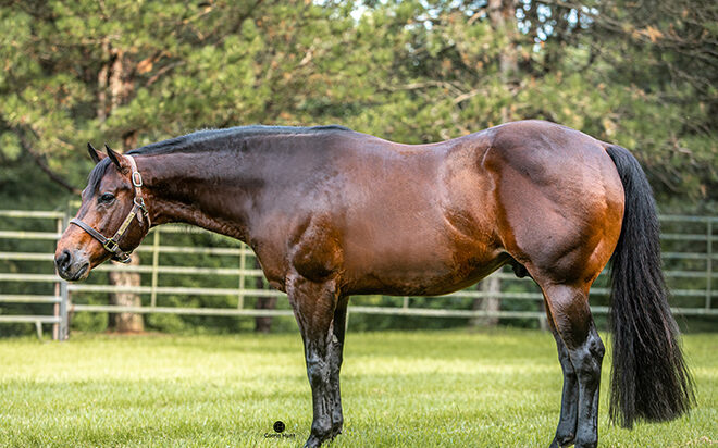 Batt Man: A Congress Champion, a leading AQHA Western Pleasure Sire and now a $1M producer