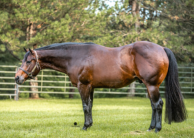 Batt Man: A Congress Champion, a leading AQHA Western Pleasure Sire and now a $1M producer