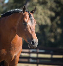 Top Gunn: From a successful career in the show pen to a promising future in the breeding shed