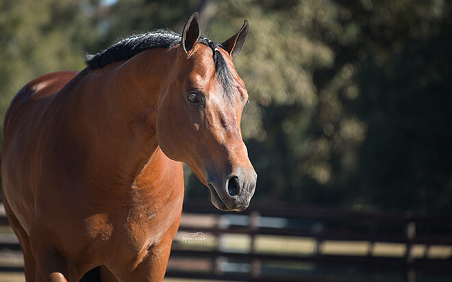 Top Gunn: From a successful career in the show pen to a promising future in the breeding shed