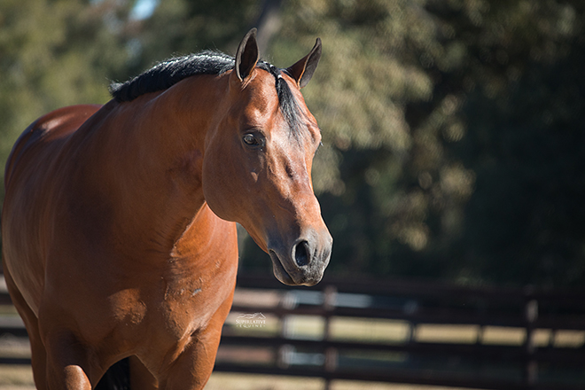 Top Gunn: From a successful career in the show pen to a promising future in the breeding shed