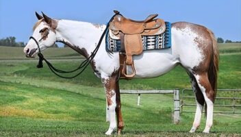 May Internet Auction features Plote dispersal
