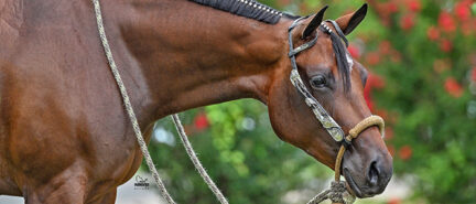 World, Congress Champion Queen Ov Hearts sold to Nancy Hernandez Riggs; now continuing her career in Trail