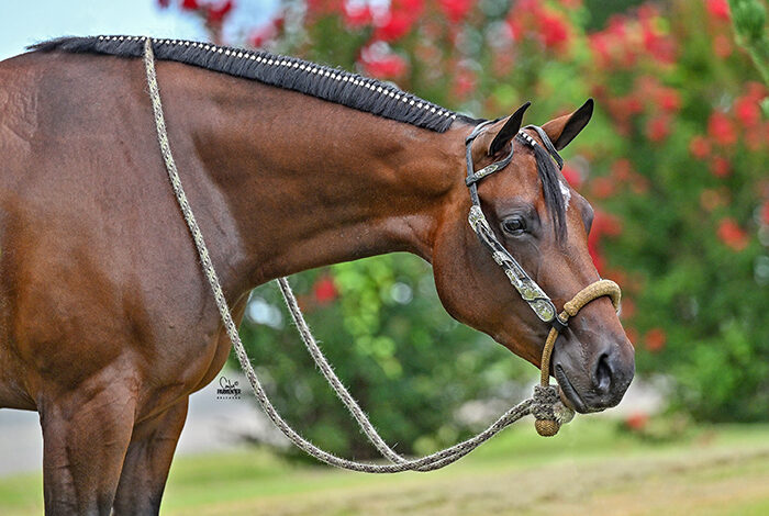 World, Congress Champion Queen Ov Hearts sold to Nancy Hernandez Riggs; now continuing her career in Trail World, Congress Champion Queen Ov Hearts sold to Nancy Hernandez Riggs; now continuing her career in Trail