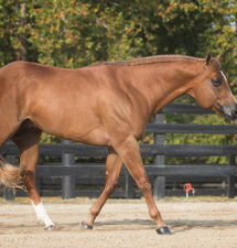 Made Like No Other: Like a fine wine, 2019 stallion just gets better with age