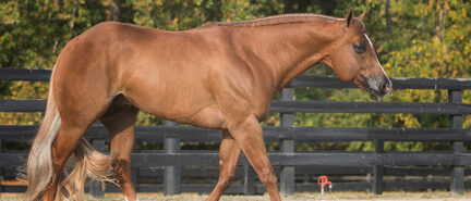 Made Like No Other: Like a fine wine, 2019 stallion just gets better with age