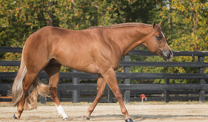 Made Like No Other: Like a fine wine, 2019 stallion just gets better with age