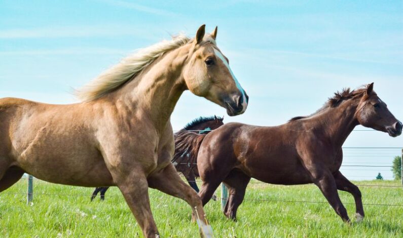 New Dexamethasone rule starts July 1