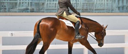 En The Crusin Lane wins 3-Year-Old Open Hunter Under Saddle and Boifriend Material claims victory in 3-Year-Old Western Pleasure at Sudden Impulse