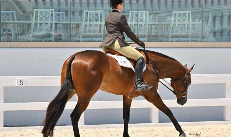 En The Crusin Lane wins 3-Year-Old Open Hunter Under Saddle and Boifriend Material claims victory in 3-Year-Old Western Pleasure at Sudden Impulse