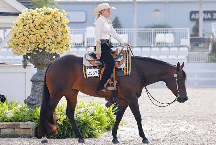 Orange Blossom opens Thursday competition with Western Pleasure, Hunter Under Saddle contests