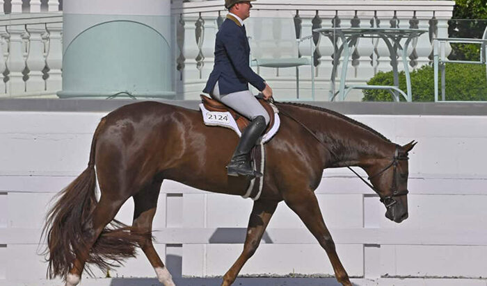 Sudden Impulse opens with Hunter Under Saddle classes at World Equestrian Center in Ocala