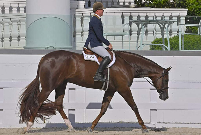Sudden Impulse opens with Hunter Under Saddle classes at World Equestrian Center in Ocala
