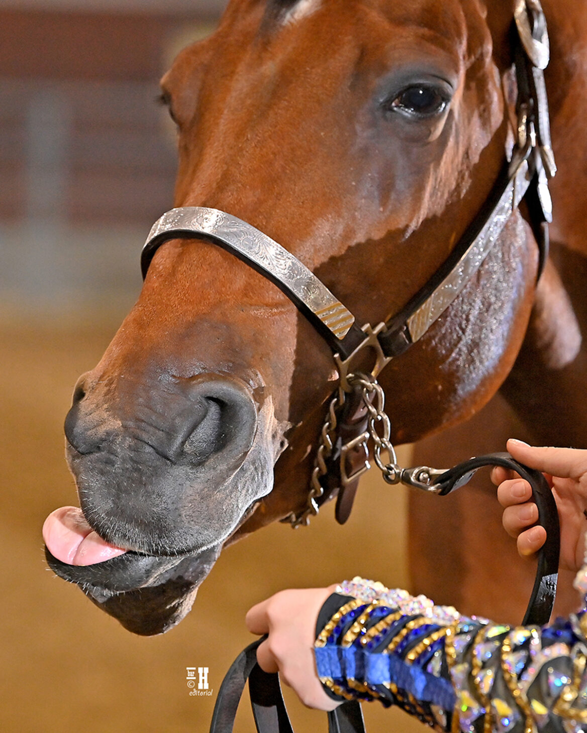 SNW26-YM-9778-EDITORIAL ISE