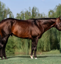 Wild Cardd: A ‘true show horse’ taking some time to establish a breeding career before returning to the arena