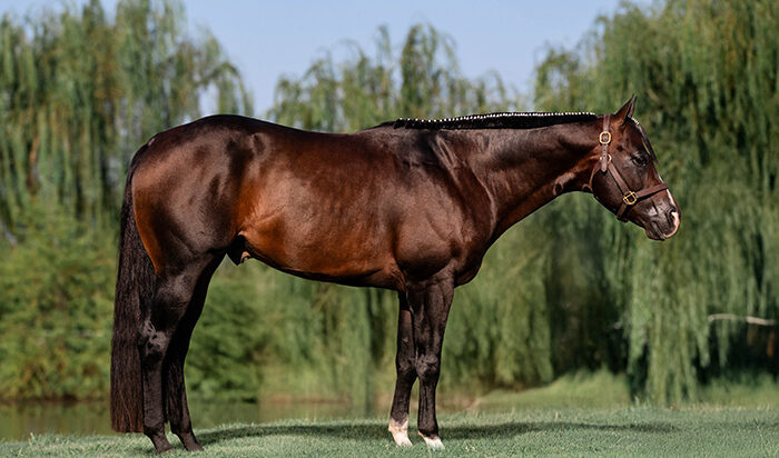 Wild Cardd: A ‘true show horse’ taking some time to establish a breeding career before returning to the arena