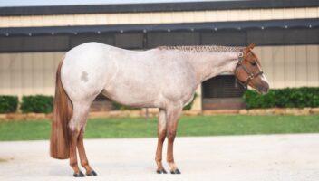 Galyean Select Sale May 12