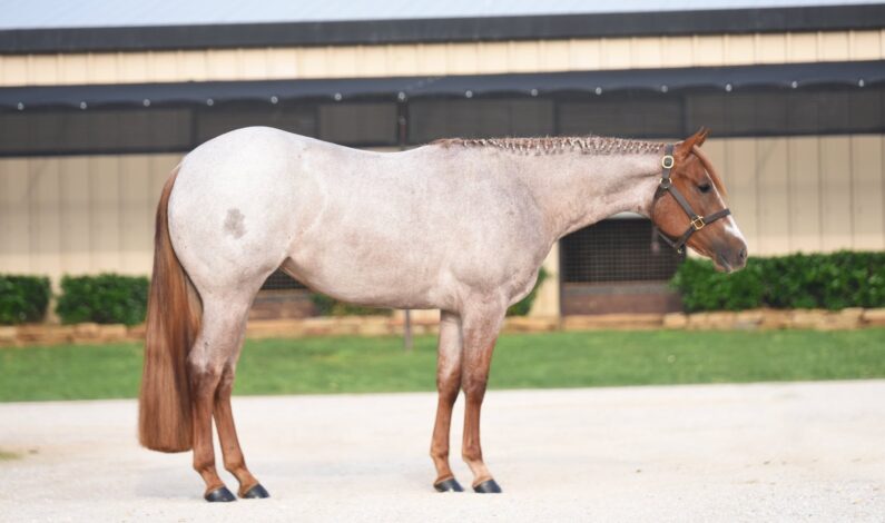 Galyean Select Sale May 12